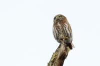 Glaucidium nana