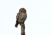 Glaucidium nana