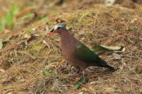 Thailand fauna