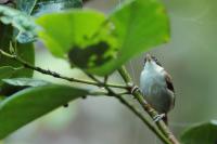 Rhopocichla atriceps