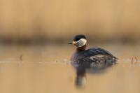 Podiceps grisegena