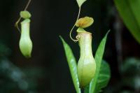 Sri Lanka FLORA