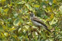 Manorina melanocephala