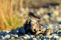 Hirundo neoxena