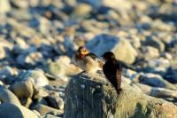 Hirundo neoxena