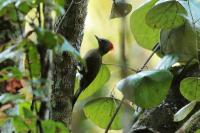 Picus chlorolophus