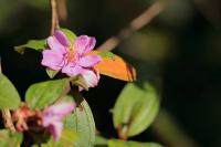 Sri Lanka - Flowers