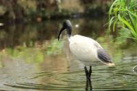 Threskiornis molucca