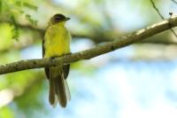 Chlorocichla flaviventris