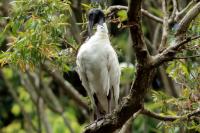 Threskiornis molucca