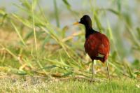 Jacana spinosa