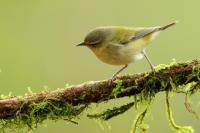 Leiothlypis peregrina