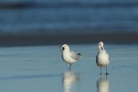 Larus bulleri 