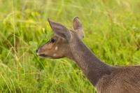 Bushbuck