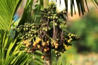 Sri Lanka FLORA