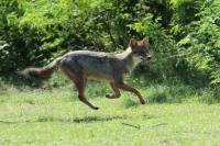 Golden jackal