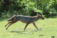 Golden jackal