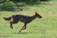 Golden jackal