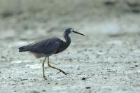 Egretta novaehollandiae