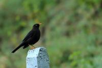 Turdus nigrescens