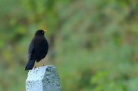 Turdus nigrescens