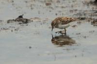 Calidris subminuta