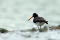 Haematopus longirostris