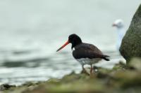 Haematopus longirostris