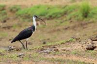 Threskiornis spinicollis