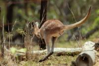 Eastern grey kangaroo