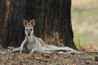 Whiptail wallaby