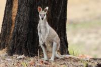 Whiptail wallaby