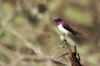 Cinnyricinclus leucogaster