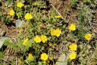 Mongolia flora