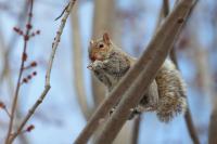 Eastern gray squirrel