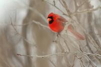 Cardinalis cardinalis