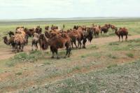 Bactrian camel