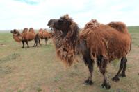 Bactrian camel