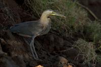 Tigrisoma mexicanum 