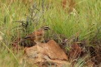 Emberiza capensis