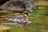 Iceland - fauna