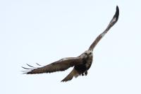 Buteo lagopus