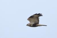 Buteo lagopus