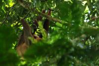 Linnaeus&#039;s two-toed sloth