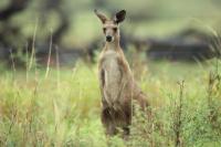 Common wallaroo