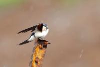 Hirundo smithii