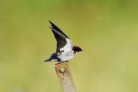 Hirundo smithii