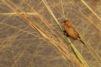 Ploceus philippinus