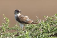 Accipiter minullus