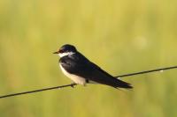 Hirundo albigularis